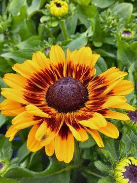 Rudbeckia Kissing SmileyZ 3 Litre