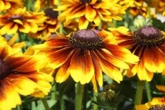 Rudbeckia Kissing Smileyz 5 Litre