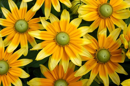 Rudbeckia Lemon SmileyZ 3 Litre
