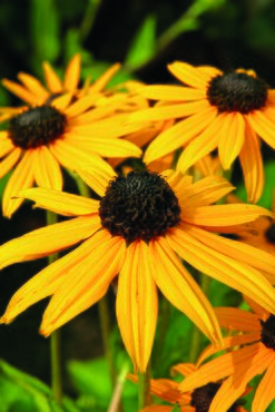 Rudbeckia Little Gold Star 3 Litre