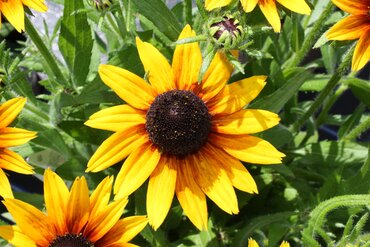 Rudbeckia Star Of Life Smileyz 3 Litre