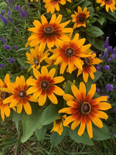 Rudbeckia Summer Daisy Compact Bicolor 3 Litre