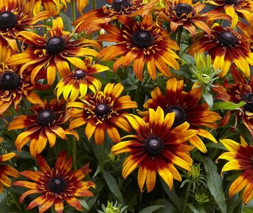 Rudbeckia Summerina Blazing Fire 3 Litre