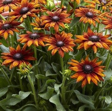 Rudbeckia Summerina Orange 3 Litre