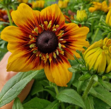 Rudbeckia Summerina Sizzling Sunset 3 Litre
