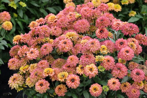 Rudbeckia Summerina Sugar Shake 5 Litre