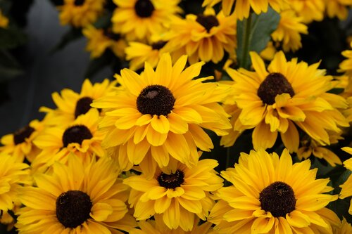 Rudbeckia Summerina Suns Up 3 Litre
