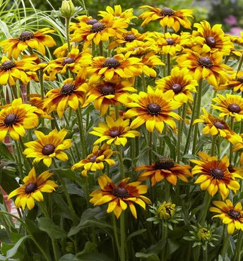 Rudbeckia Summerina Yellow 3 Litre