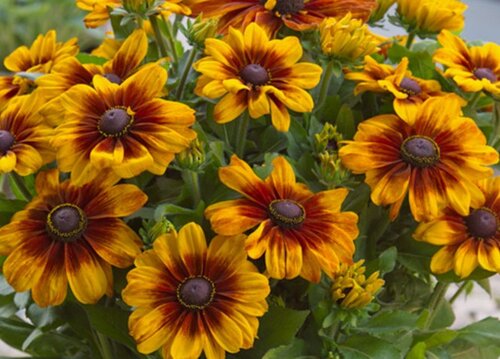 Rudbeckia Sunbeckia Luna 5 Litre