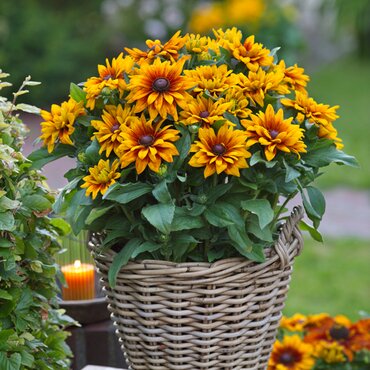 Rudbeckia Sunburst Glow 3 Litre