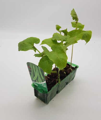 Runner Bean Dwarf/Patio Pack