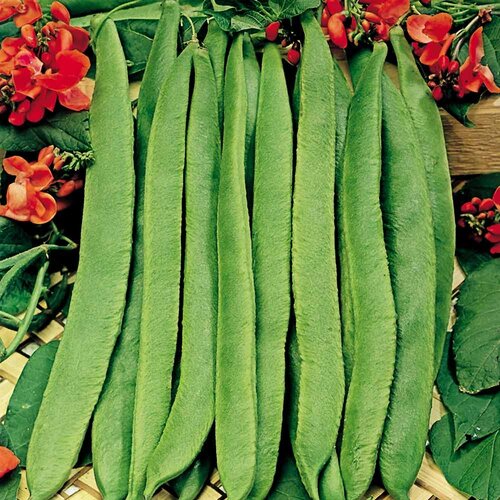 Runner Bean Seeds (Scarlet Emperor) - image 2