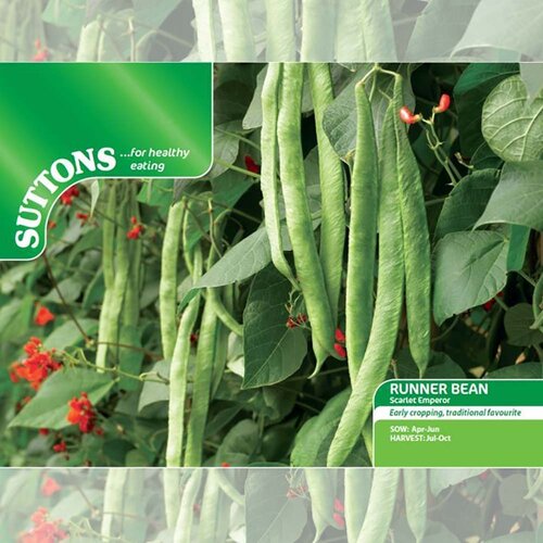 Runner Bean Seeds (Scarlet Emperor) - image 3