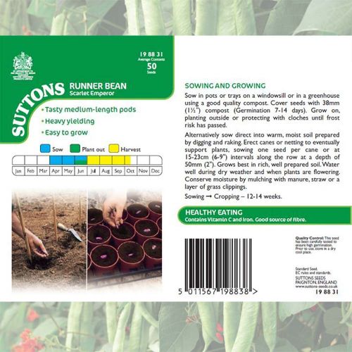 Runner Bean Seeds (Scarlet Emperor) - image 4