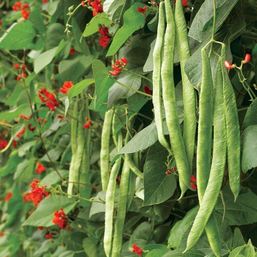 Runner Bean Seeds (Scarlet Emperor) - image 1