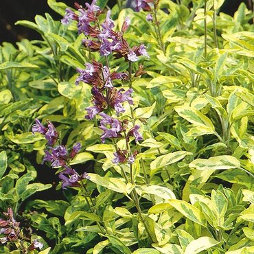 Sage Icterina 10.5cm