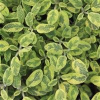 Sage In Variety 18cm - image 2