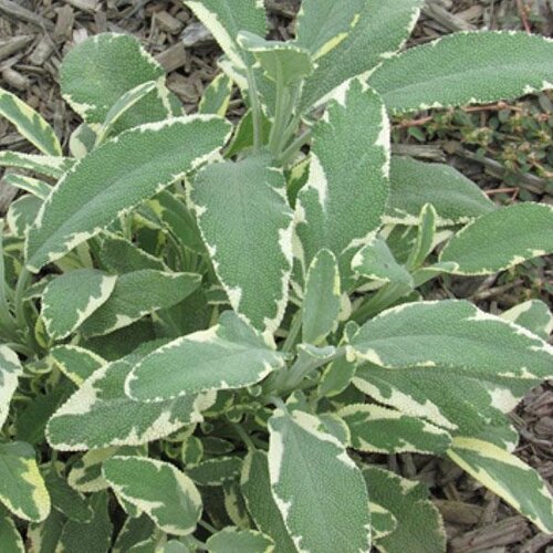 Sage In Variety 18cm - image 3
