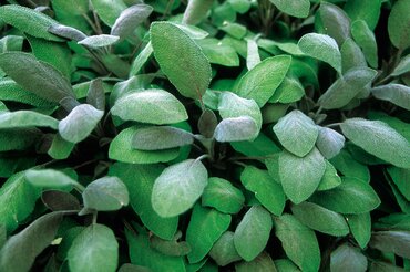 Salvia (Herb) Mixed 10.5cm