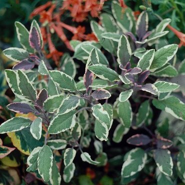 Sage Tri-Colour 10.5cm