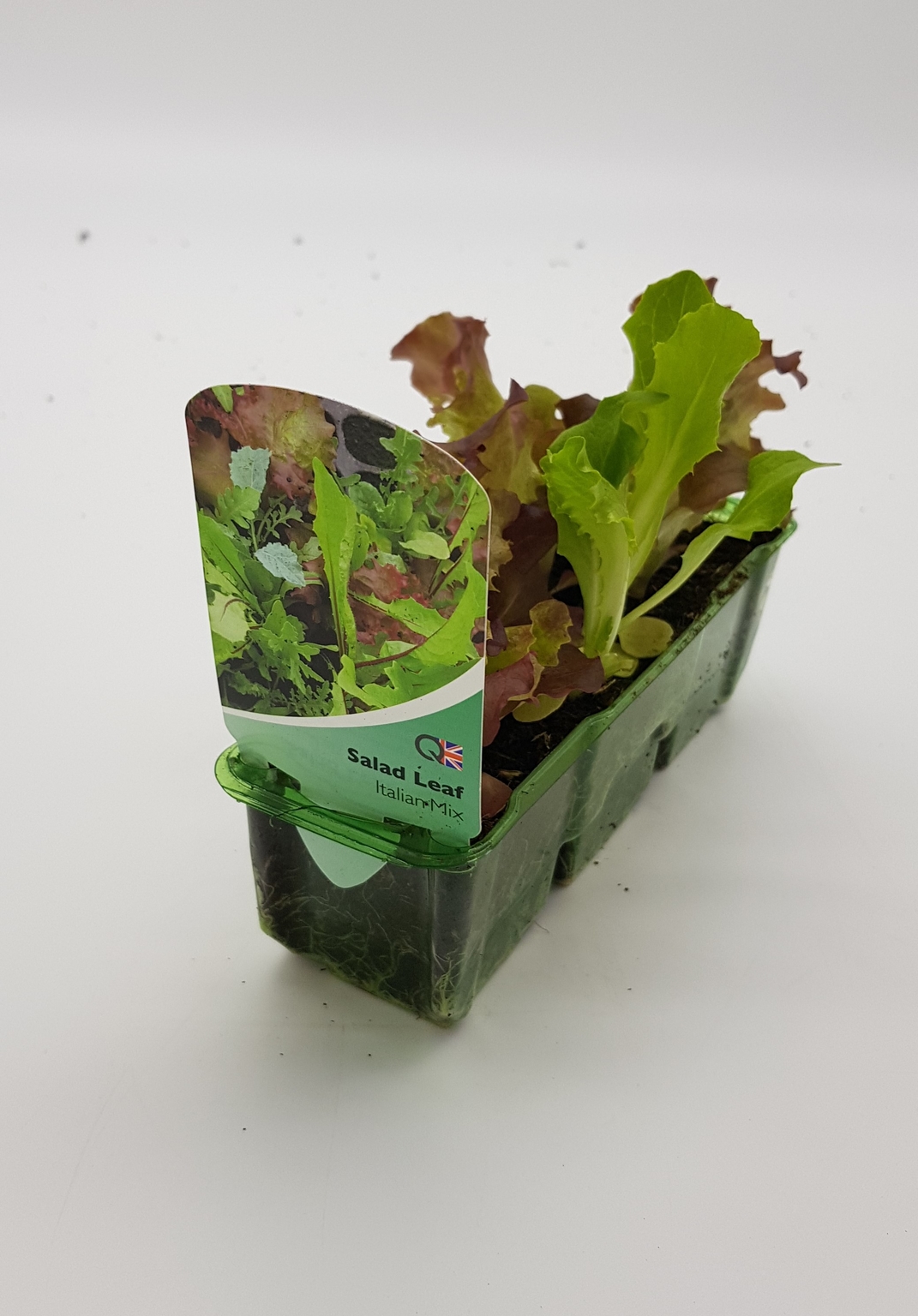 Salad Leaf Italian Mix Pack Stewarts Garden Centre
