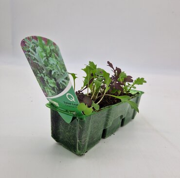 Salad Leaf Oriental Mix Pack