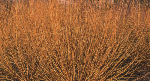 Salix alba Golden Ness 12 litre - image 1