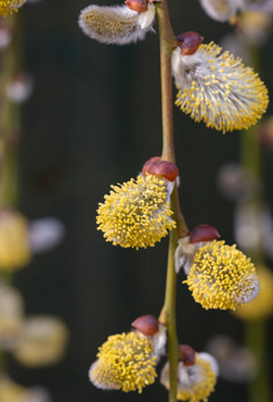 Salix caprea Kilmarnock 120cm Stem - image 1
