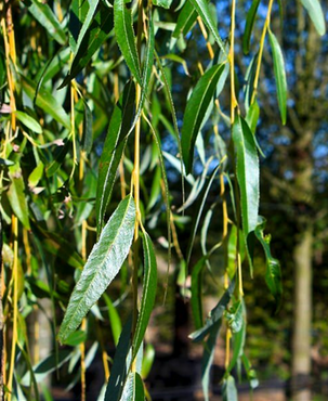 Salix chrysocoma 12 Litre