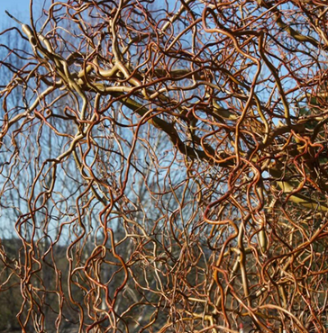 Salix Erythroflexuosa 12 Litre