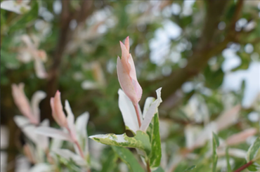 Salix Flamingo Braided Stem 4 Litre - image 1