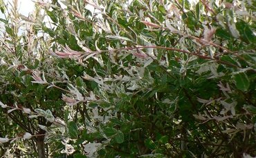 Salix Hakuro-Nishiki 'Flamingo' 80cm Stem