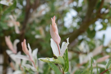 Salix integra Hakuro Nishiki 120cm Stem 23cm