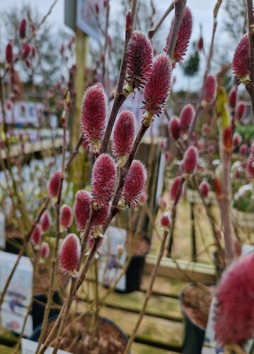 Salix Mount Aso 40cm Stem 17cm
