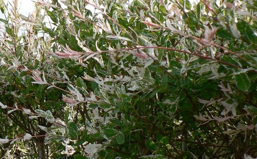 Salix Nishiki 150cm Stem 12 Litre