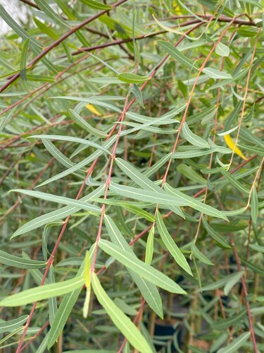 Salix Pendula 150cm Stem 12 Litre