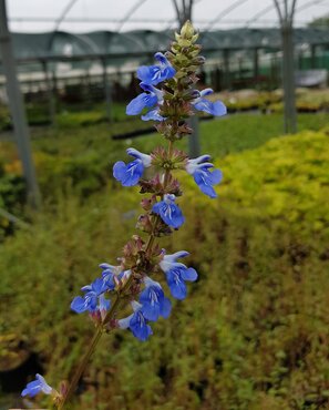 Salvia African Sky 2 Litre