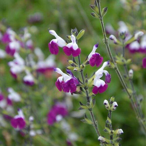 Salvia Amethyst Lips 1.5 litre