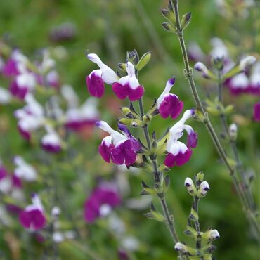 Salvia Amethyst Lips 1.5 litre