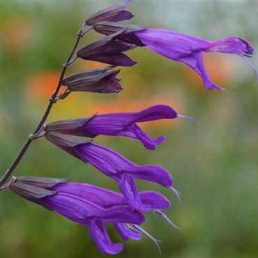 Salvia Amistad 1.5 litre