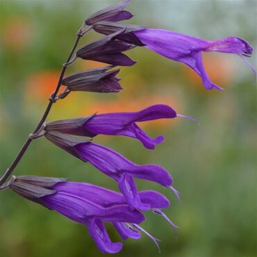 Salvia Amistad 2 Litre