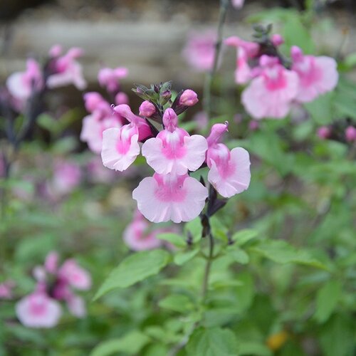 Salvia Angel Wings 2 Litre