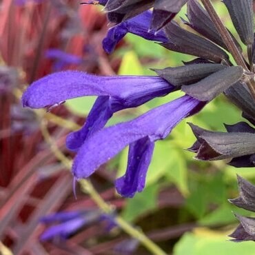 Salvia Animo 2 Litre