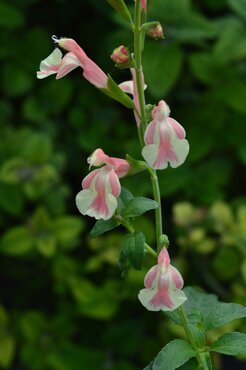 Salvia Belle de Loire 2 Litre