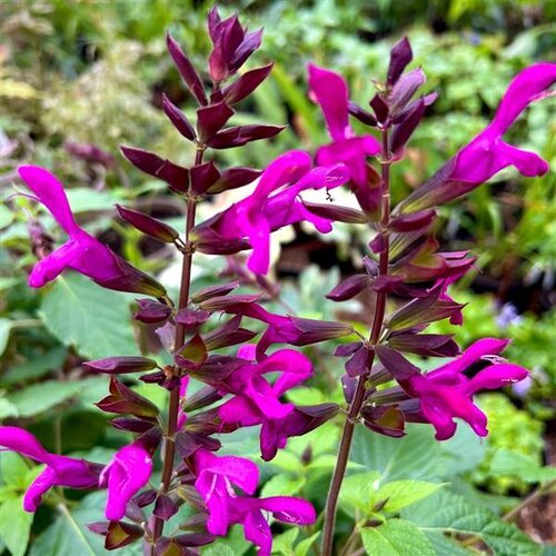 Salvia Berry Blast 2 Litre