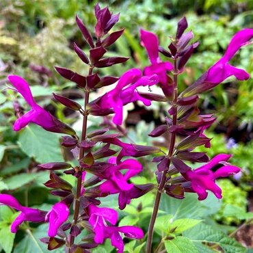 Salvia Berry Blast 2 Litre