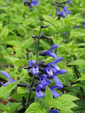 Salvia Black and Bloom 2 Litre