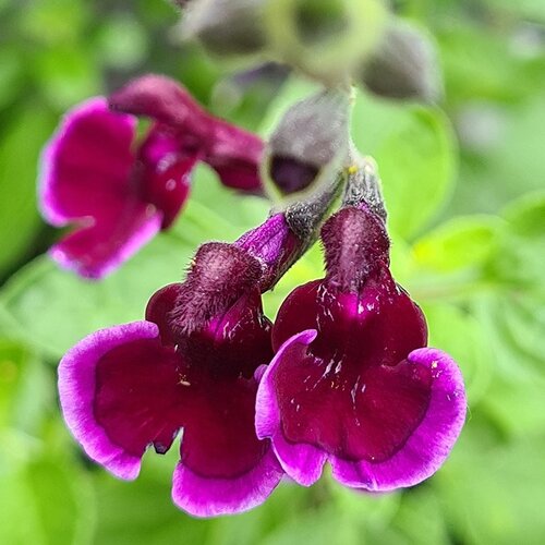 Salvia Blackberry Ripple 2 Litre