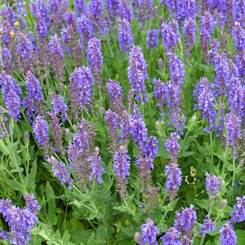 Salvia Blue Hill 2 Litre