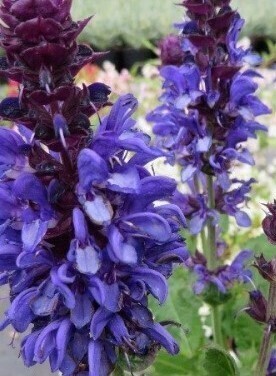 Salvia Blue Marvel 5 Litre